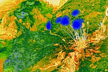L 061C